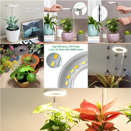 bonsai tree desktop grow light Timing Dimming Plant Grow Light for Succulent Bonsai Plants